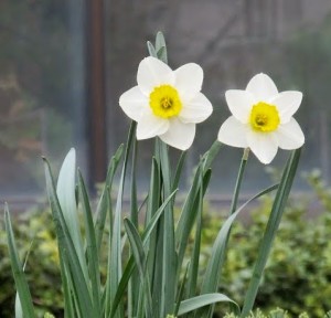 Spring_Daffodils